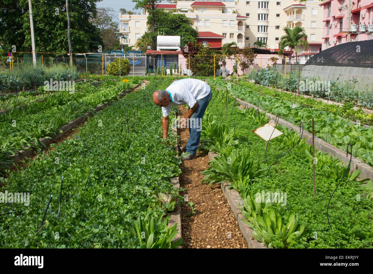 Community allotments known as 'organiponicos' in a suburb of Havana where people grow fruits and vegetables Stock Photo