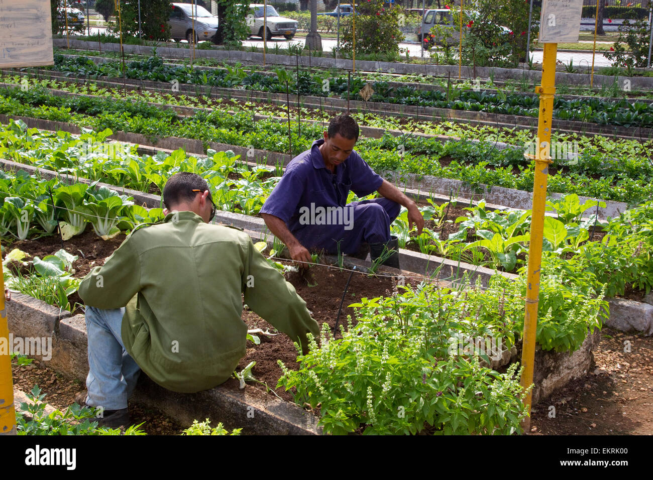 Community allotments known as 'organiponicos' in a suburb of Havana where people grow fruits and vegetables Stock Photo