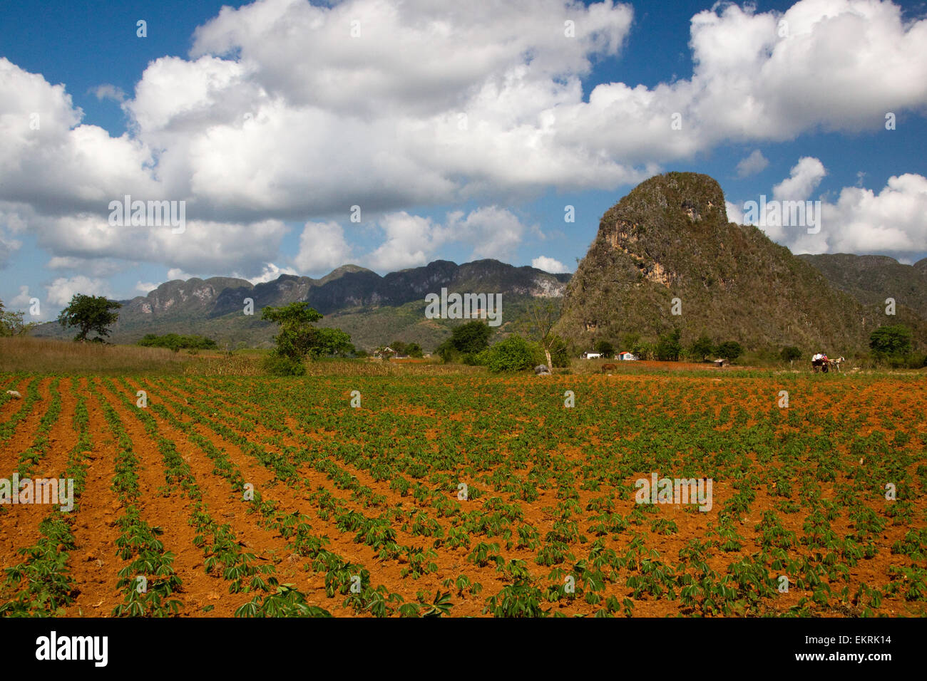 Agricultural land in Vinales, Cuba with crops and tobacco plantations Stock Photo