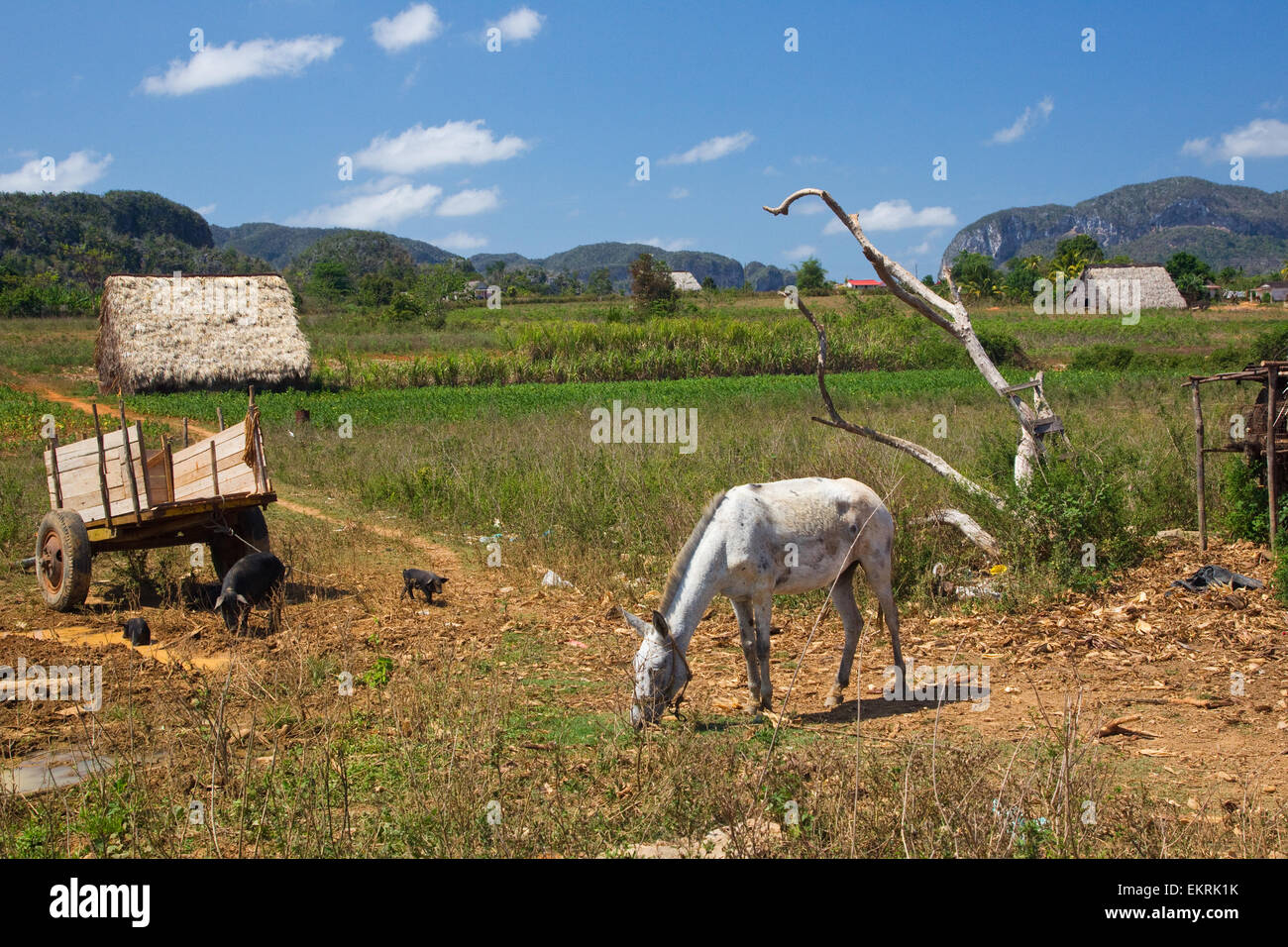 A horse,pig and piglets graze on agricultural land in Vinales, Cuba with crops and tobacco plantations and houses Stock Photo