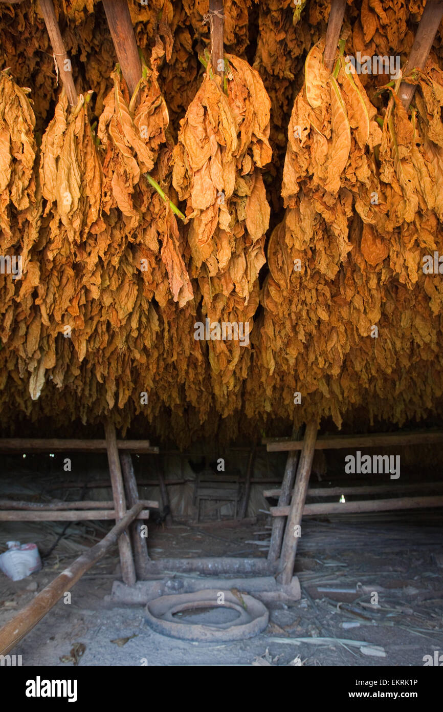 Tobacco drying in a tobacco house on agricultural land in Vinales,Cuba Stock Photo