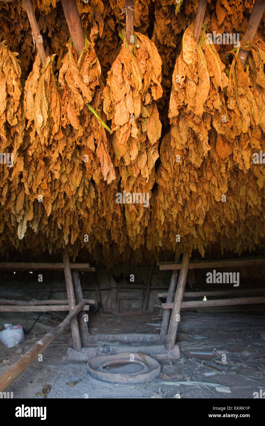 Tobacco drying in a tobacco house on agricultural land in Vinales,Cuba ...