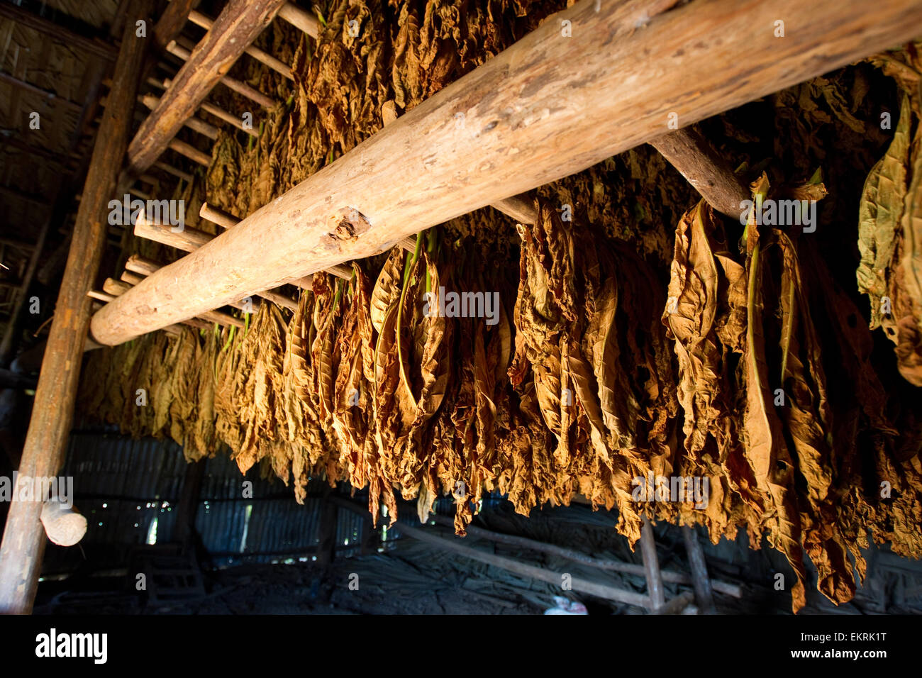 Tobacco plants drying in a barn in Vinales,Cuba Stock Photo
