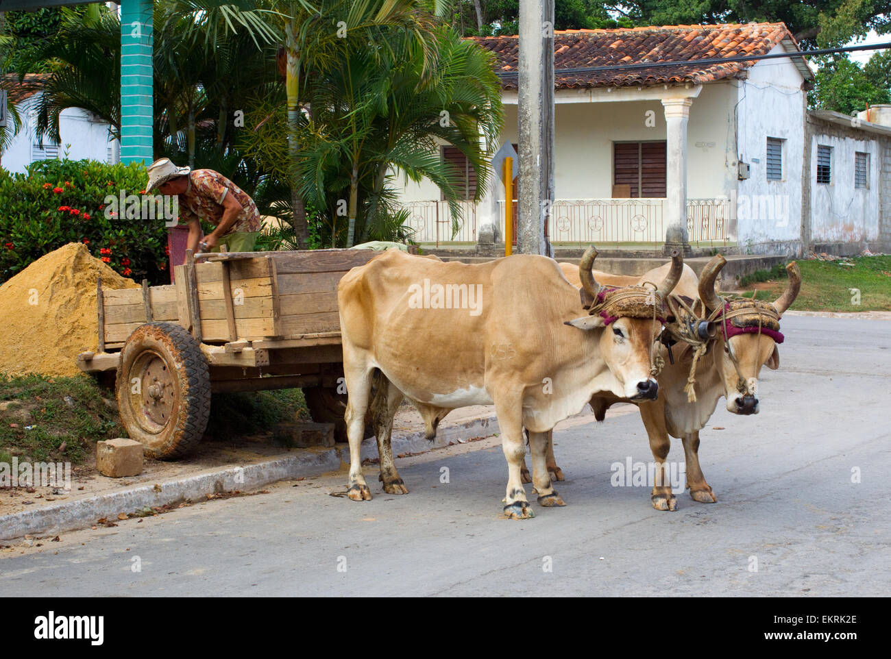 Workman unloading sand from cart pulled by oxen in Vinales,Cuba Stock Photo