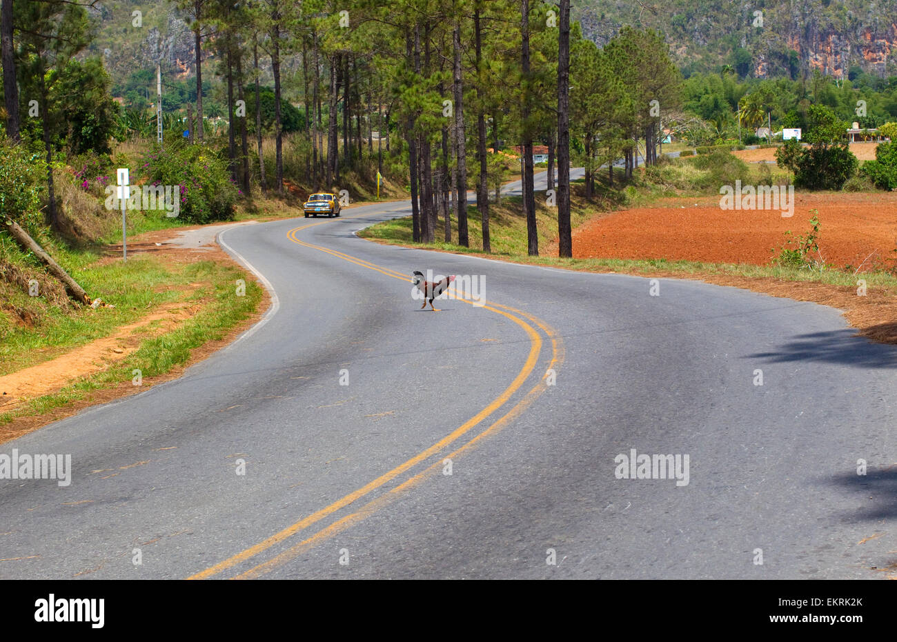 'Why did the chicken cross the road? 'A chicken crossing a road in Vinales,Cuba Stock Photo