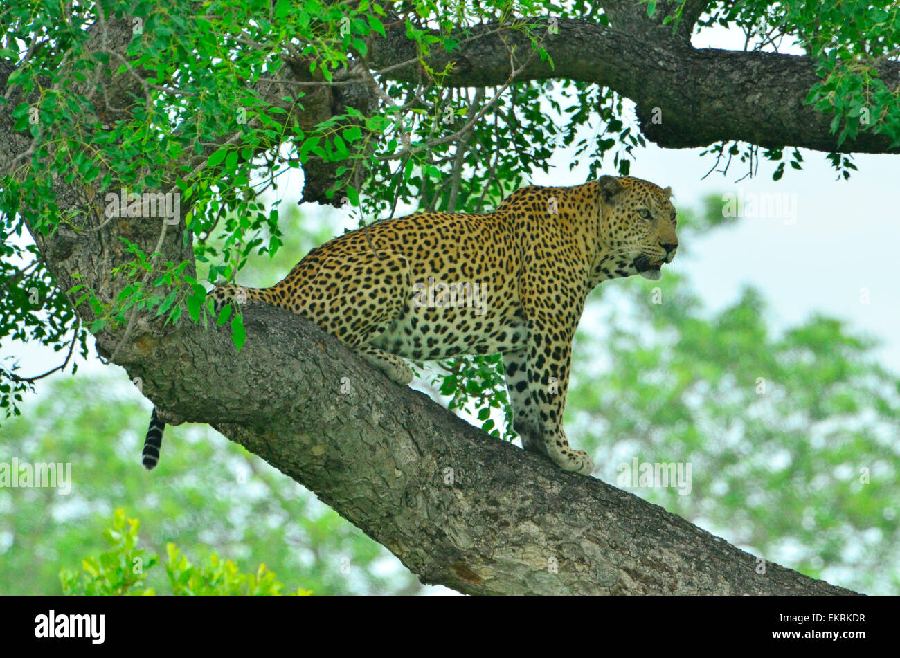 Male leopard tting in tree in world famous Kruger National Park ...