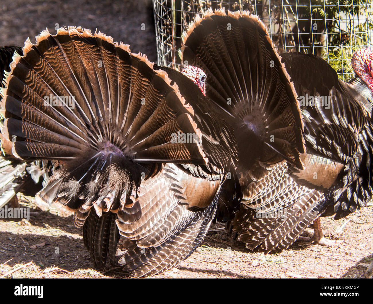Wild turkeys with their tails spread at the Riverview Park and Zoo Stock Photo