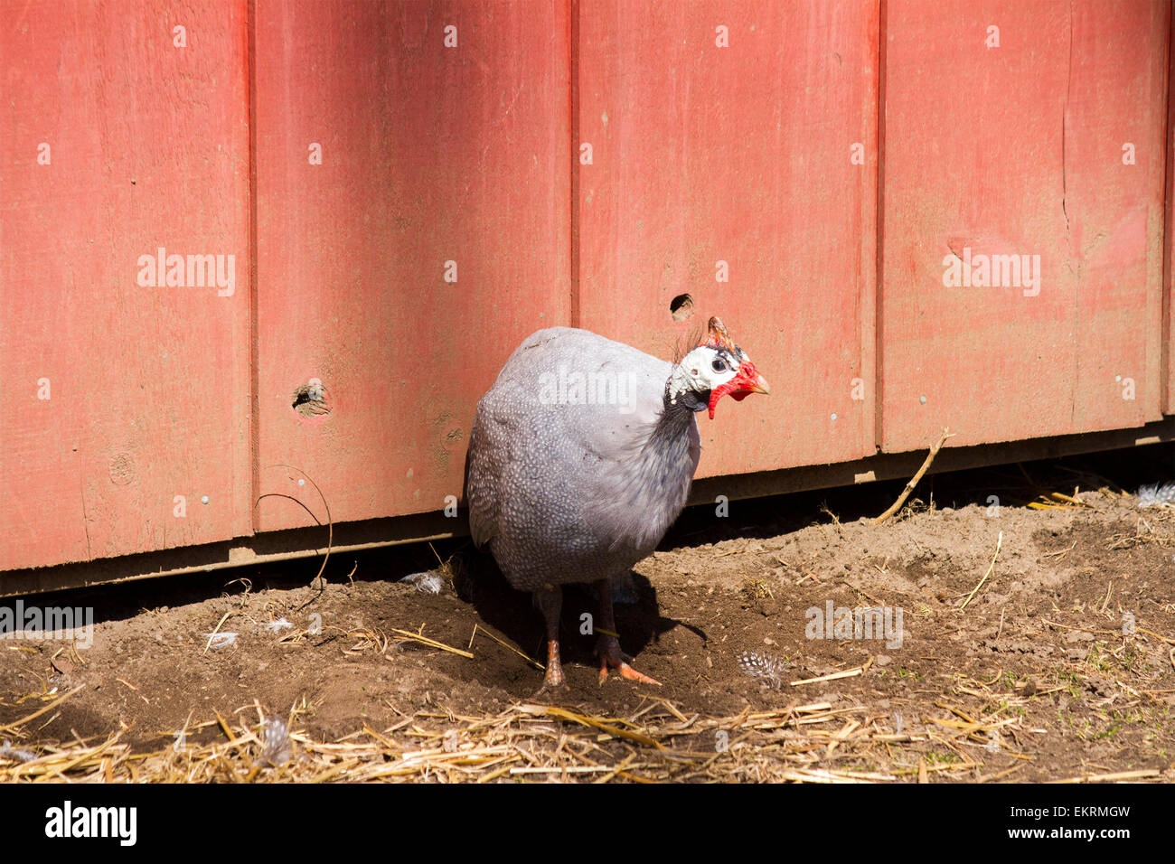 Helmeted Guinea Fowl sits outside her hutch at the Riverview Park and Zoo in Peterborough Ontario Stock Photo