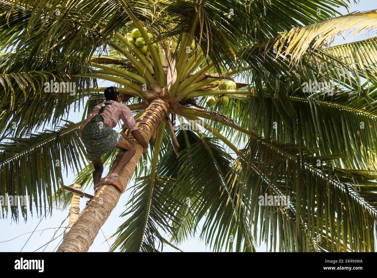 A man climbing a coconut tree alongside the Backwaters of Kumarakom ...