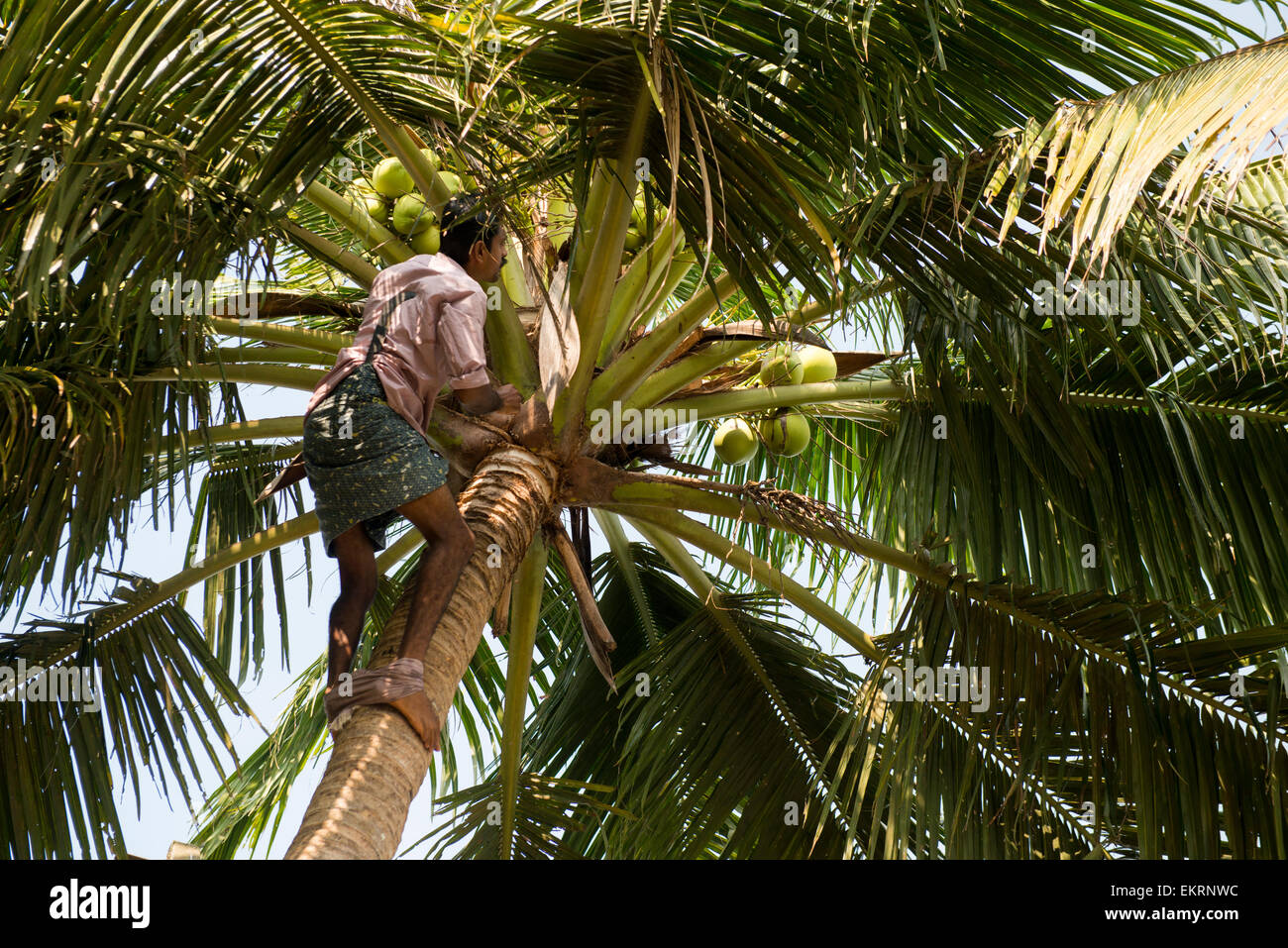 A man climbing a coconut tree alongside the Backwaters of Kumarakom ...
