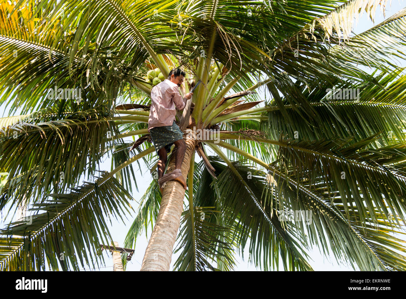 A man climbing a coconut tree alongside the Backwaters of Kumarakom, Kerala India Stock Photo