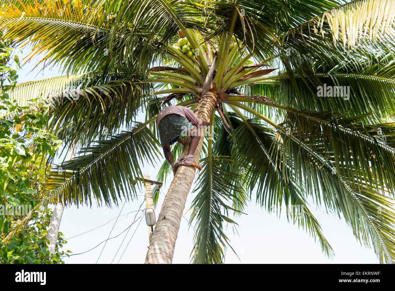 A man climbing a coconut tree alongside the Backwaters of Kumarakom, Kerala India Stock Photo