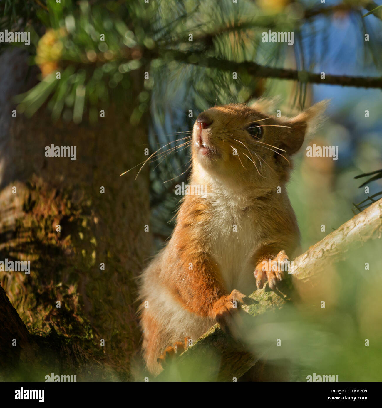 Red Squirrel at Loch an Eilein, Glenmore, Cairngorms, Scotland. Stock Photo