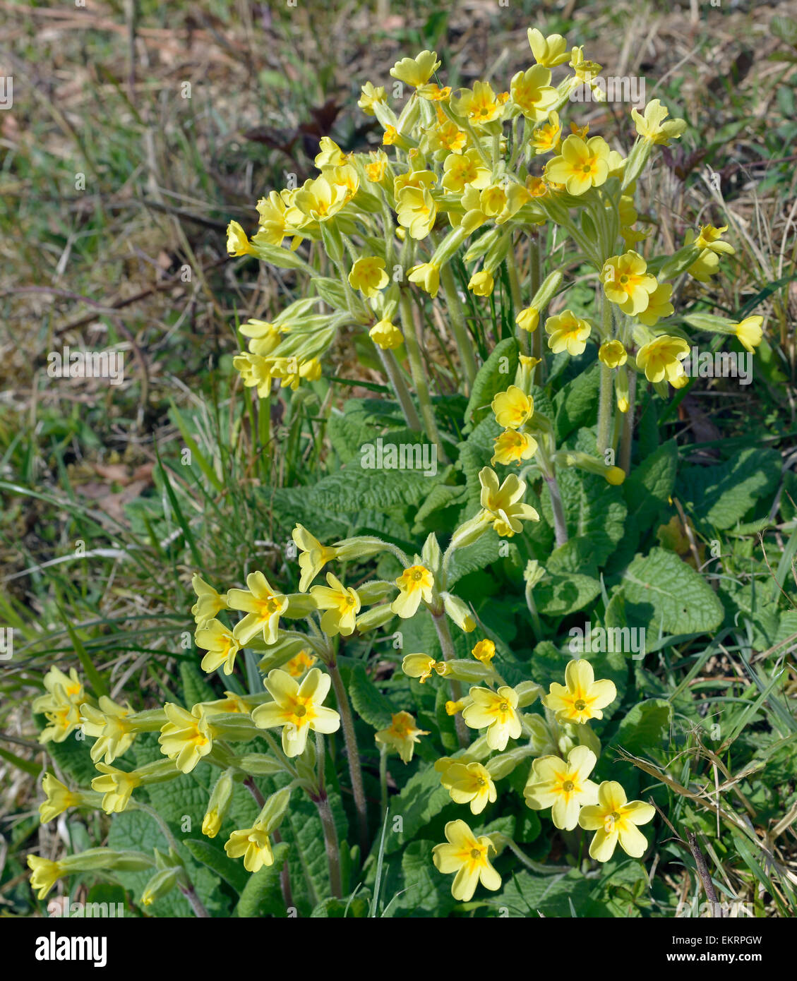 False Oxlip - Primula x polyantha Hybrid of Cowslip & Primrose Stock Photo