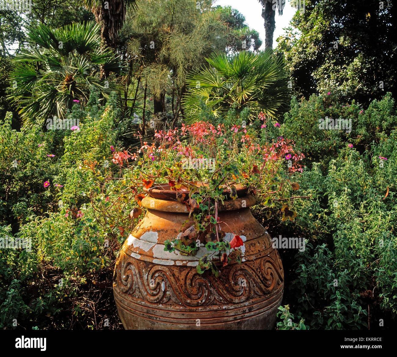 Mount Stewart, Co Down, Ireland; Terracotta Urn With Pelargonium In The Spanish Garden In A 18Th Century National Trust Property Stock Photo