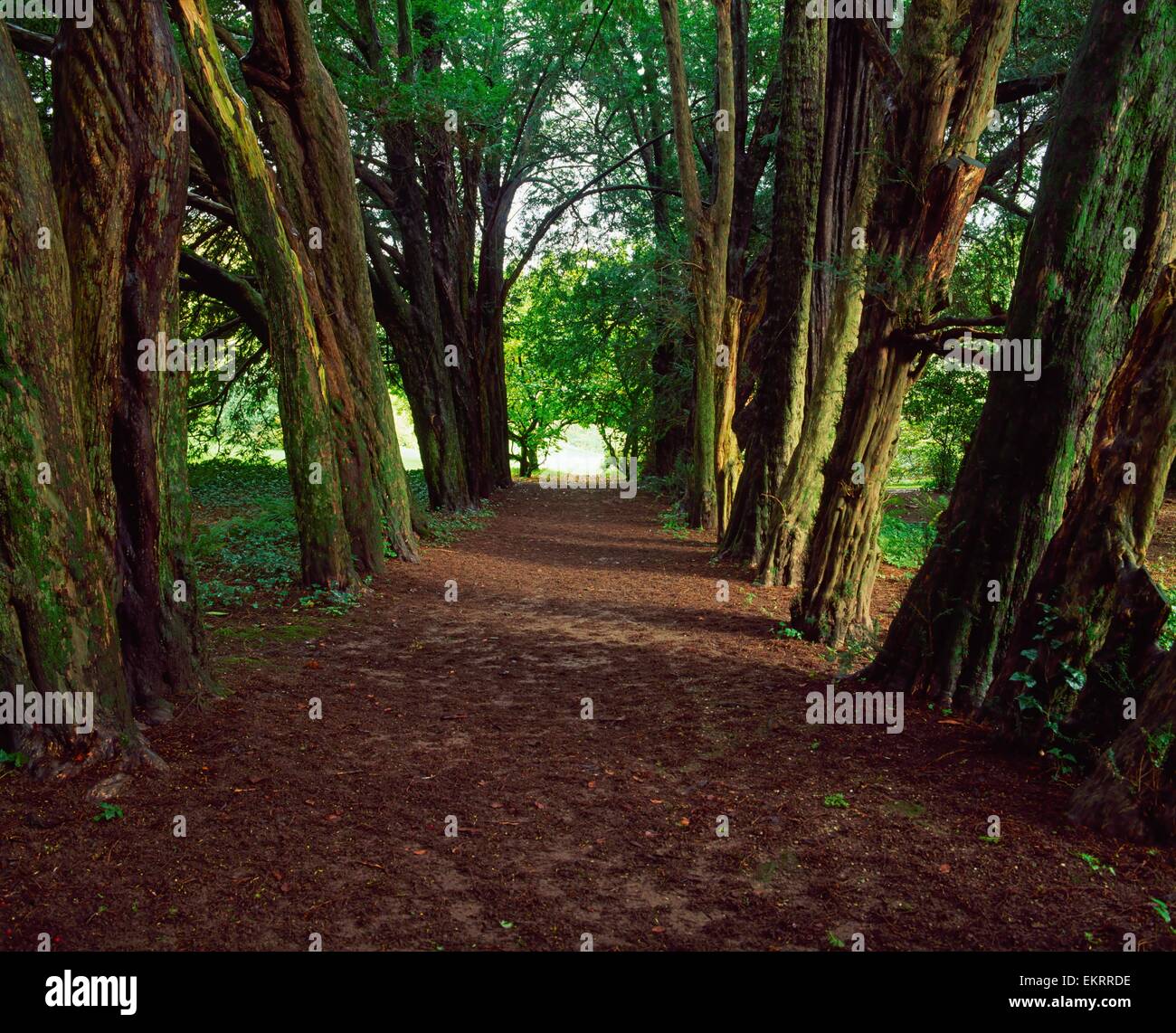 Yew Tree Walk In The Pleasure Ground, Lismore Castle, Co Waterford, Ireland Stock Photo