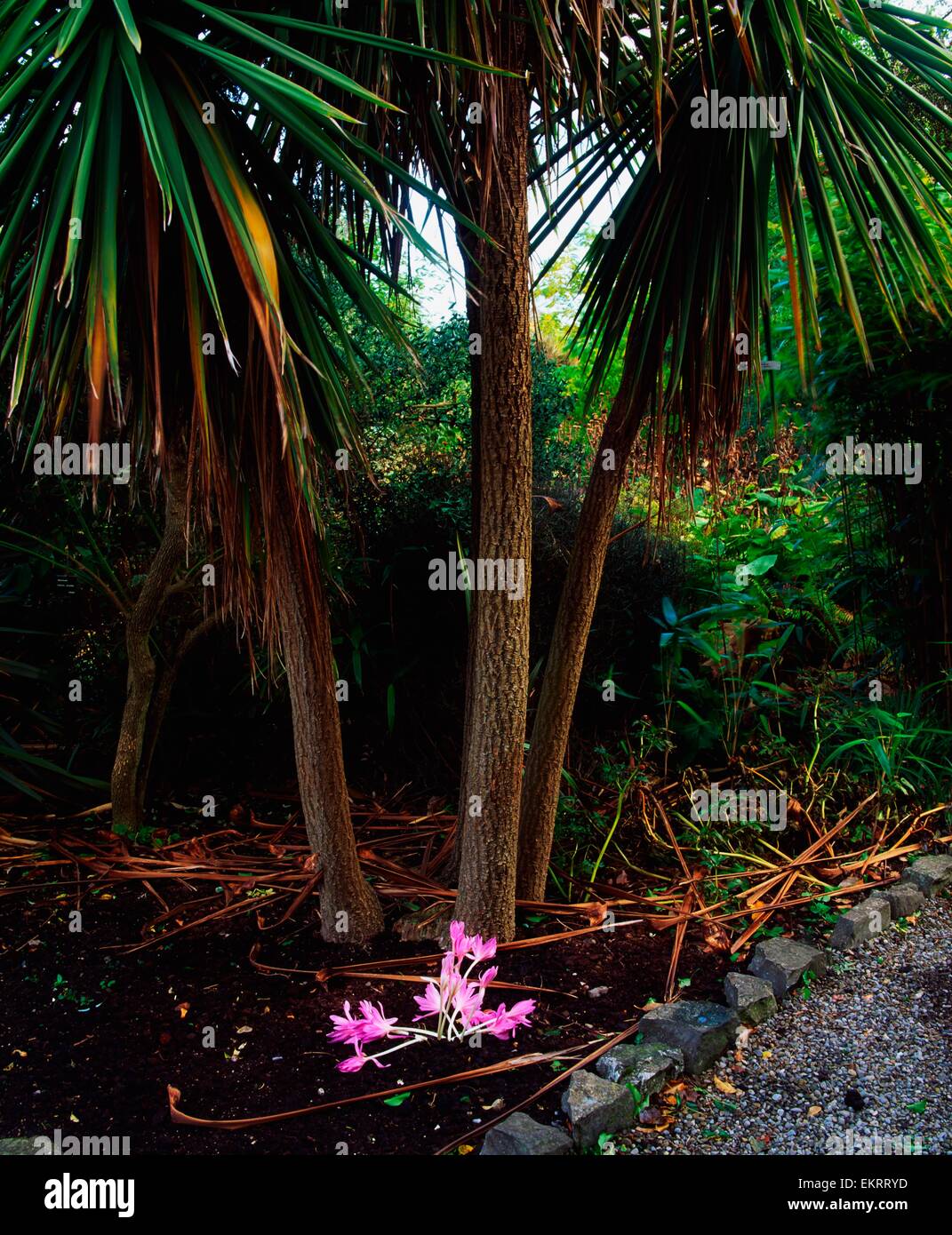 Talbot Botanic Gardens, Co Dublin, Ireland; Crocus Under A Palm Tree