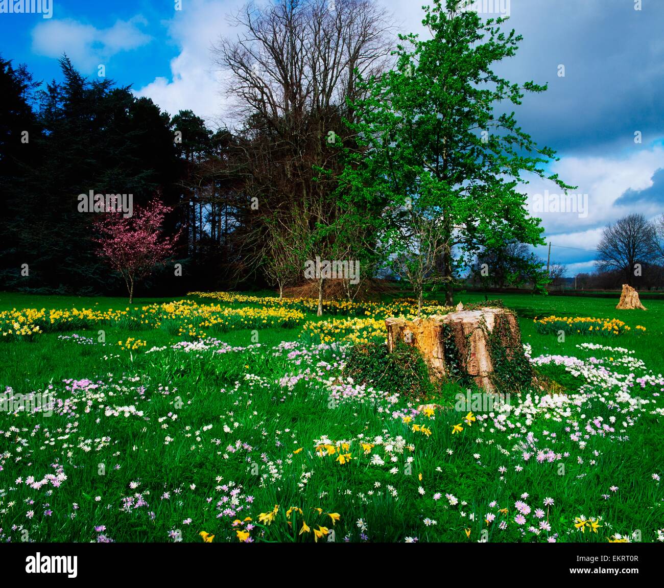 Ardsallagh House, Co Tipperary, Ireland; Wood Anemone And Daffodils