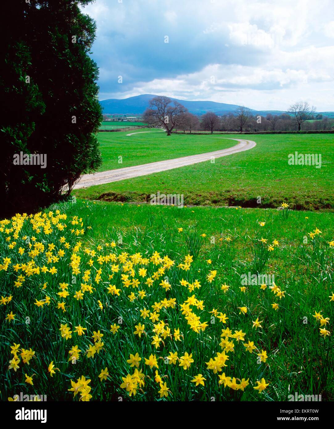 Ardsallagh House, Co Tipperary, Ireland; Daffodils In Foreground Of A