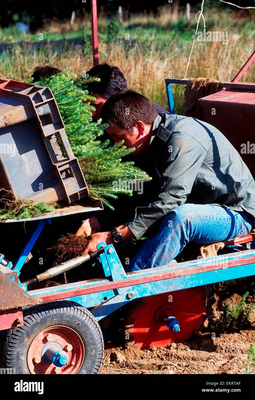 Planting Christmas Trees Stock Photo Alamy