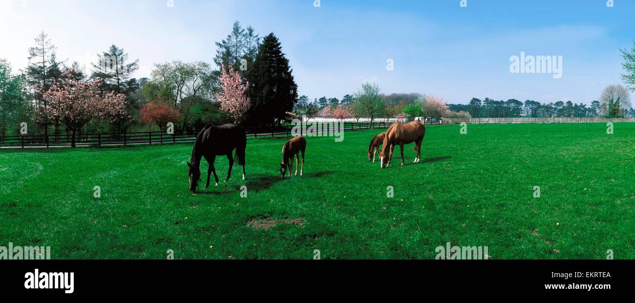 The National Stud, Kildare, Co Kildare, Ireland Stock Photo Alamy