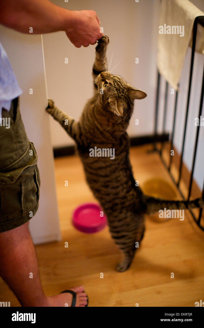 Domestic cat in the home, looking for food from owner, standing on hind legs Stock Photo