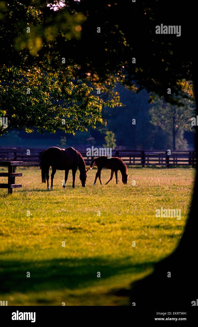Horses Grazing In A Field Stock Photo
