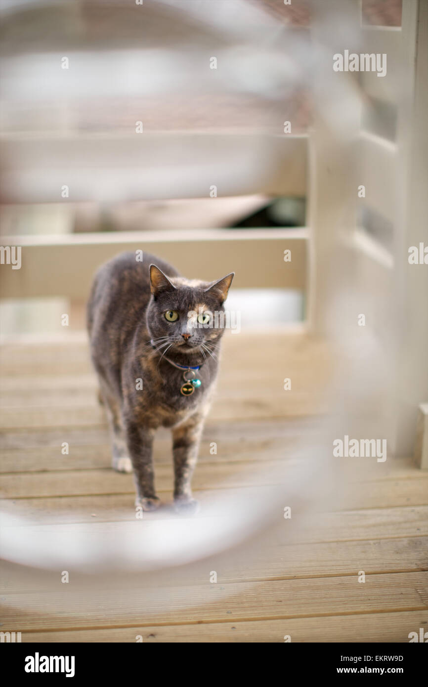 Domestic cat in the home, on front porch Stock Photo