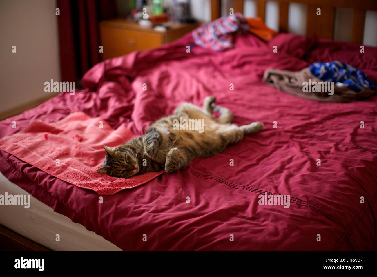 Domestic cat in the home, cat sleeping on bed, full stretch on back, bedroom scene Stock Photo