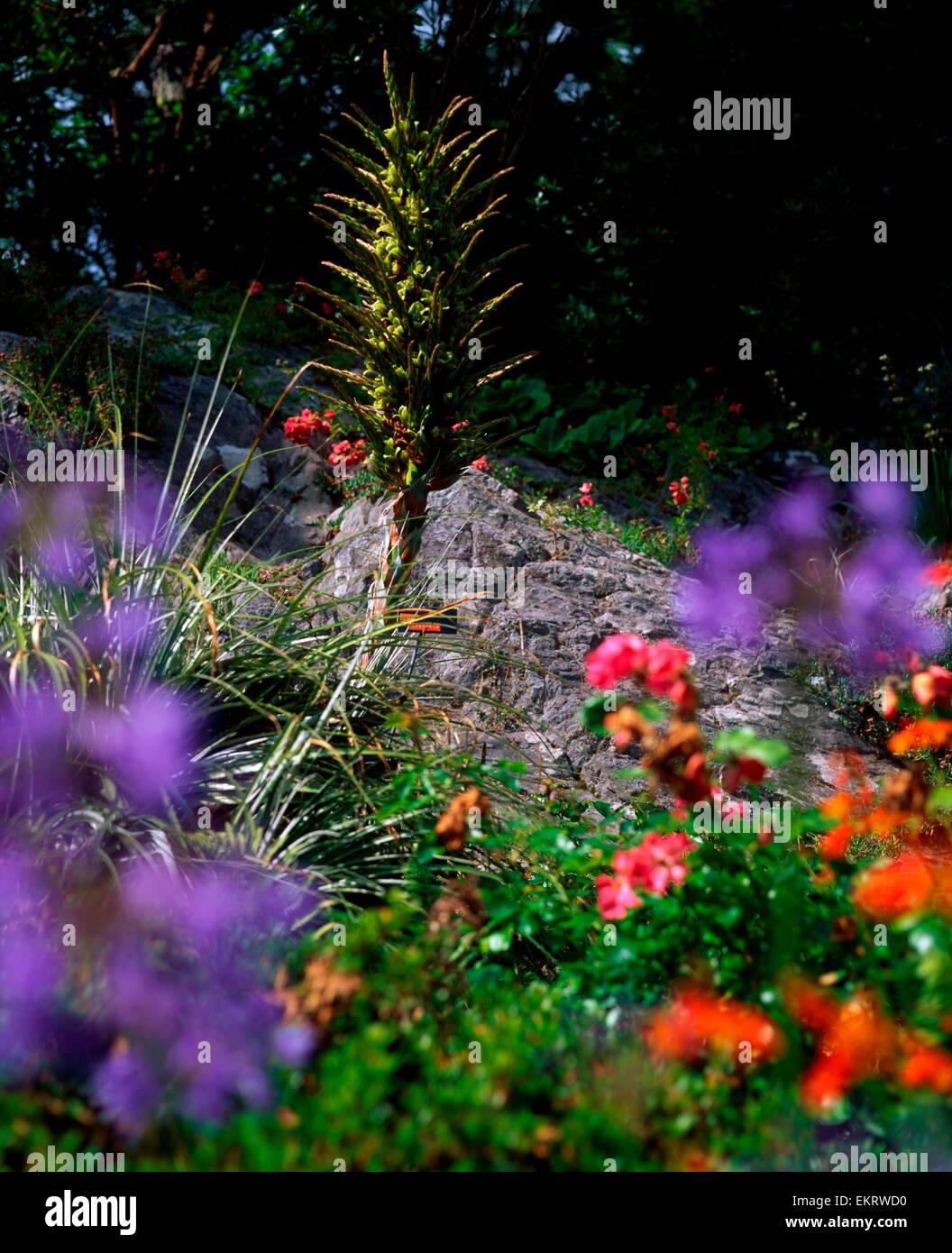 Glengarriff, Co Cork, Ireland, Ilnacullen Gardens, Puya In Bloom Stock Photo