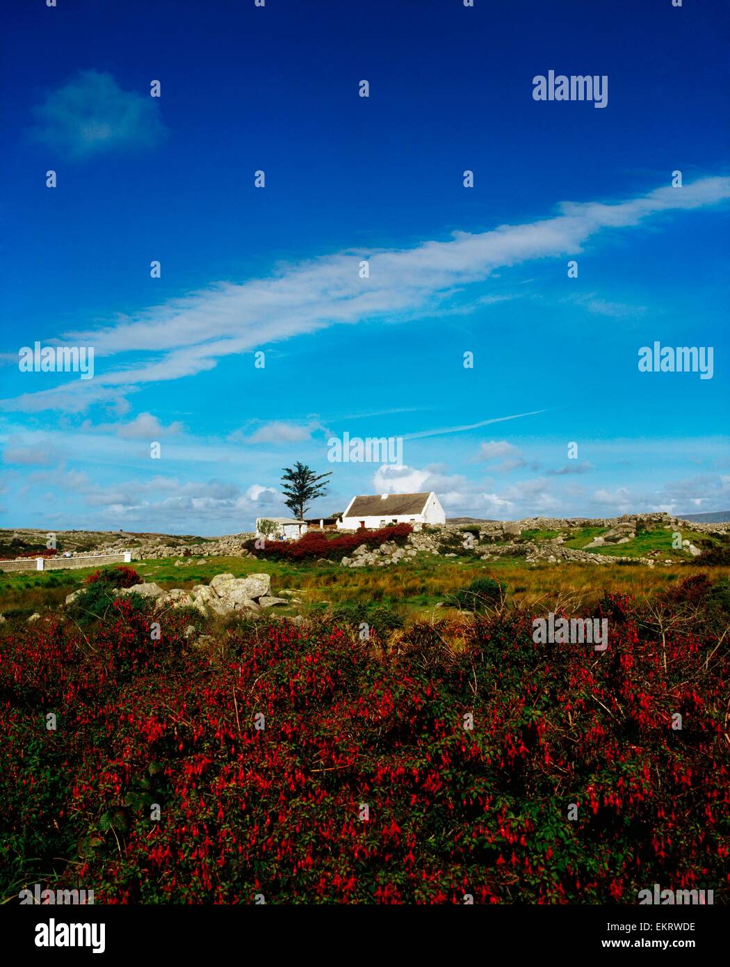 Gorumna Island, Co Galway, Ireland, Wild Flowers And Fuschia Hedges