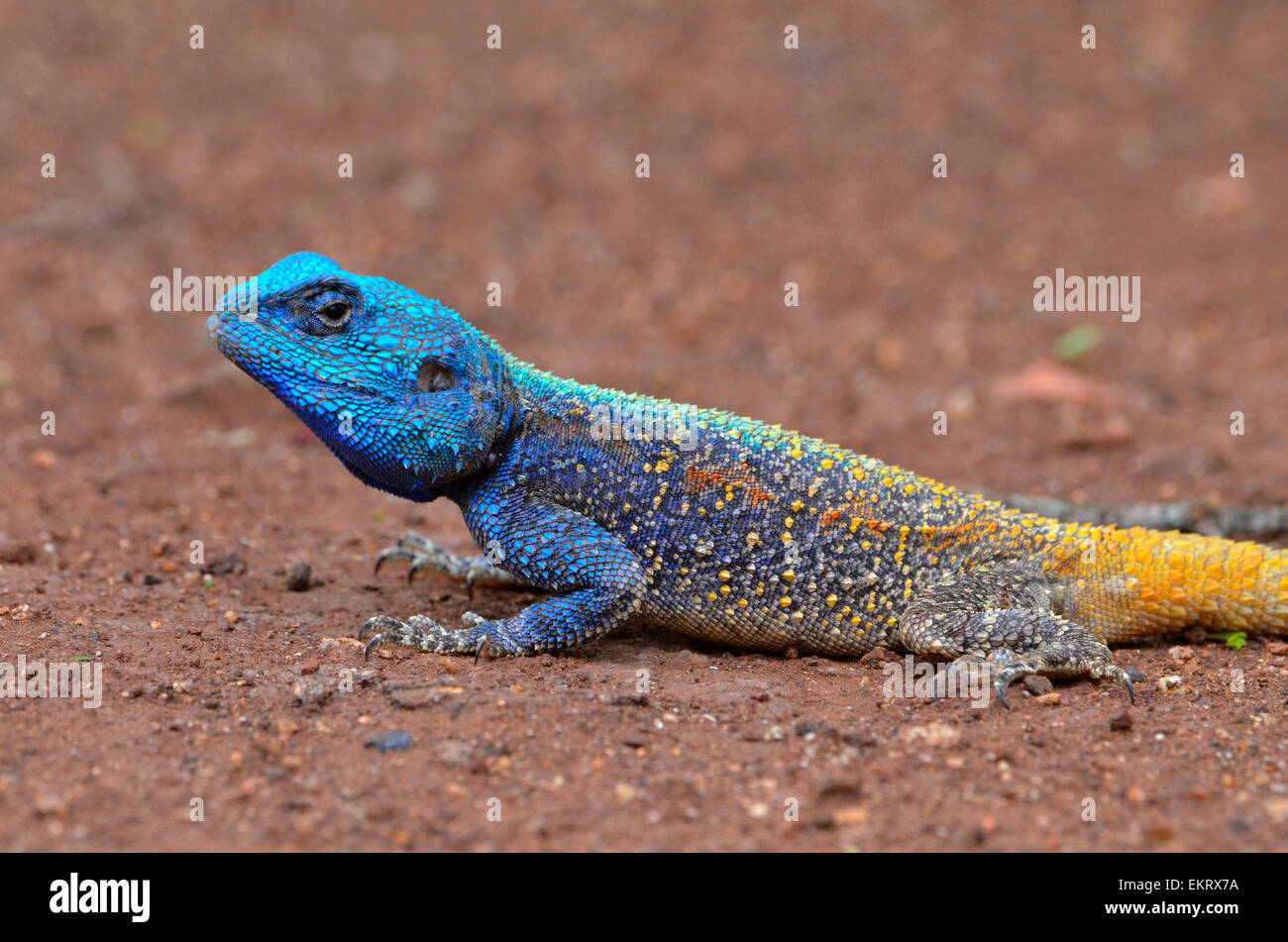 Colourful blue headed agama lizard sitting on the ground, Kruger park