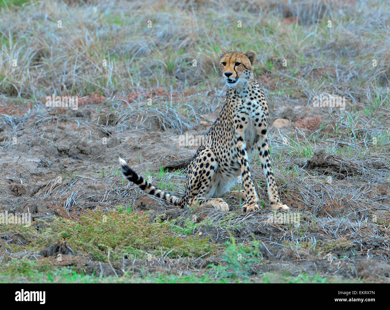 Female cheetah, Acinonyx jubatus, sitting staring at camera, Kruger Park, South Africa. Stock Photo