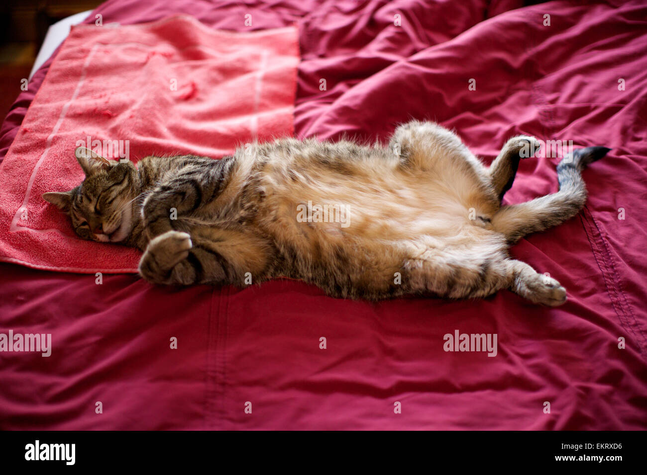 Domestic cat in the home, cat sleeping on bed, full stretch on back