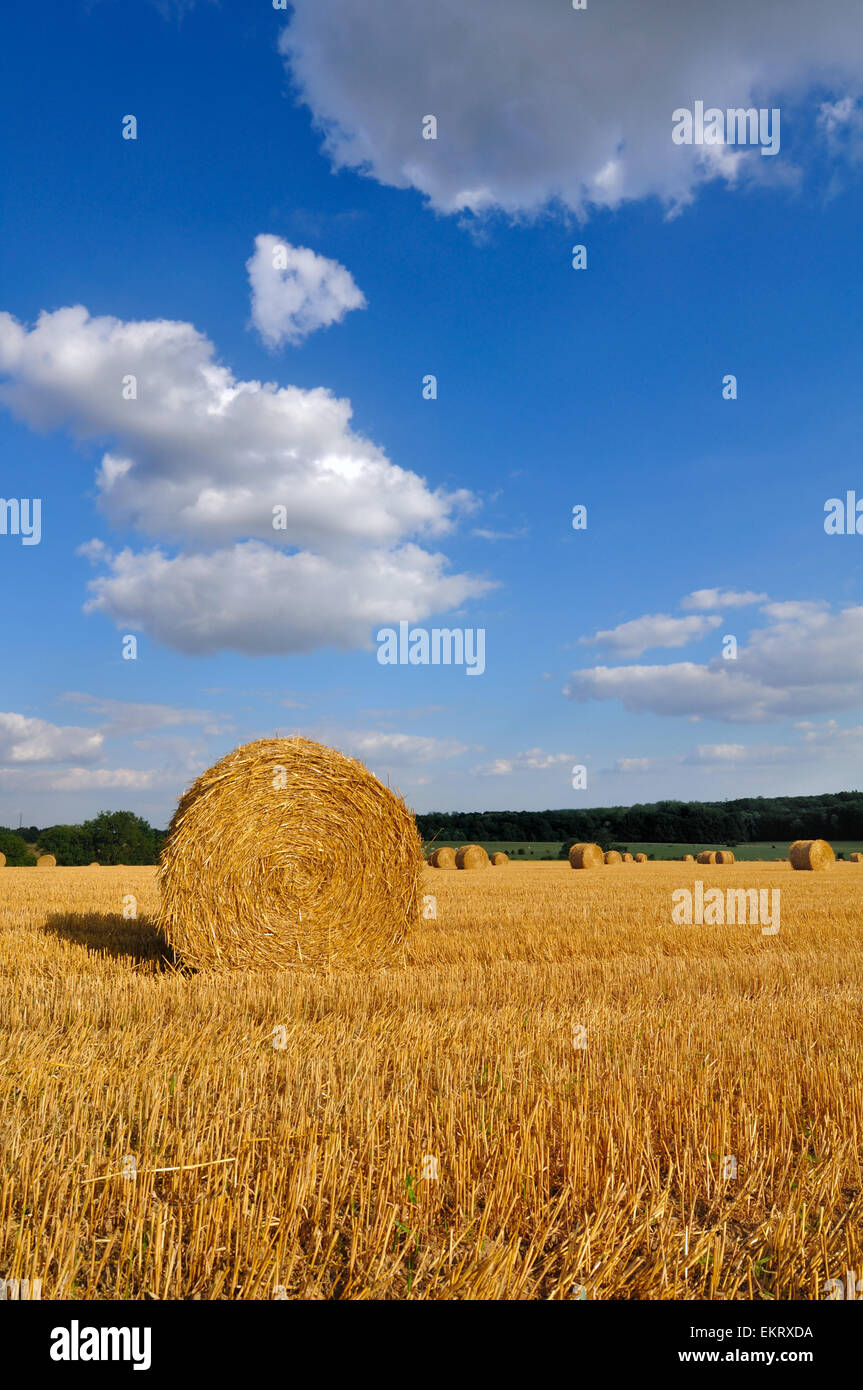 bales in a harvested field under blue sky with white clouds Stock Photo ...