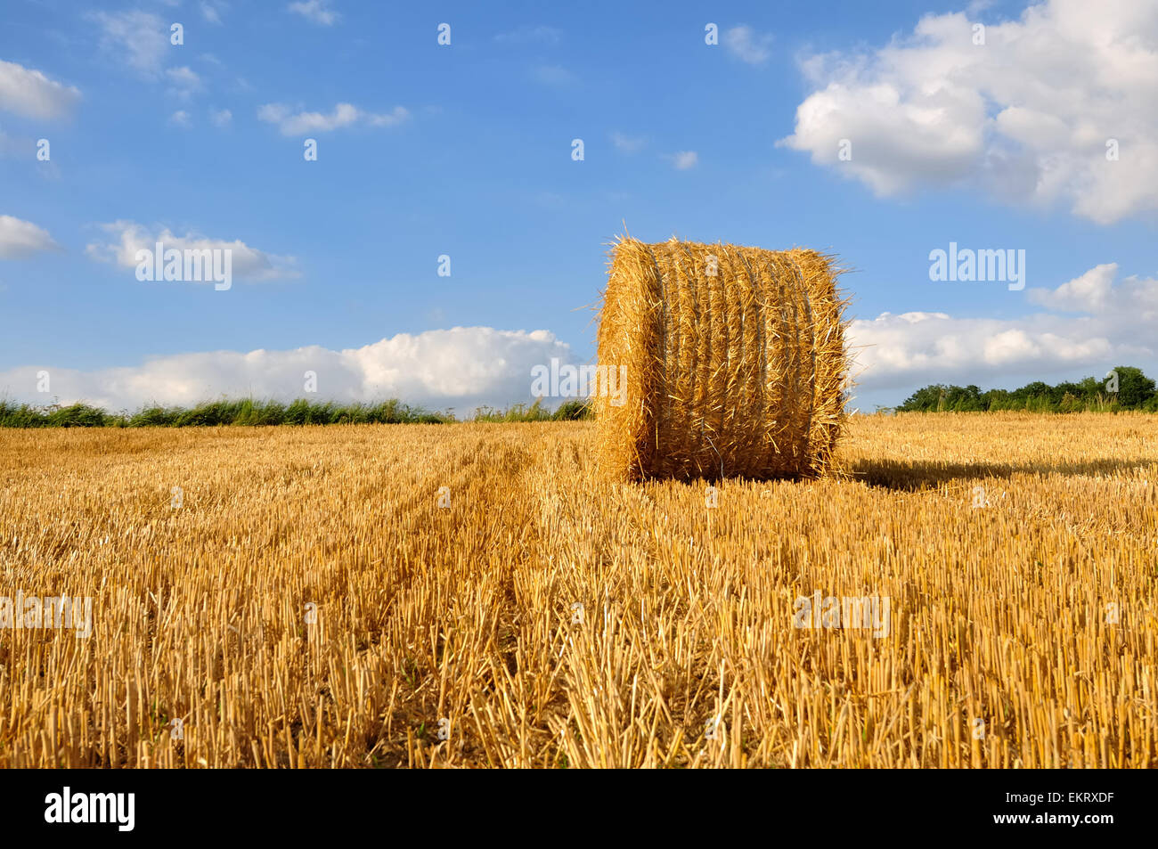 Wheat straw single hi-res stock photography and images - Alamy