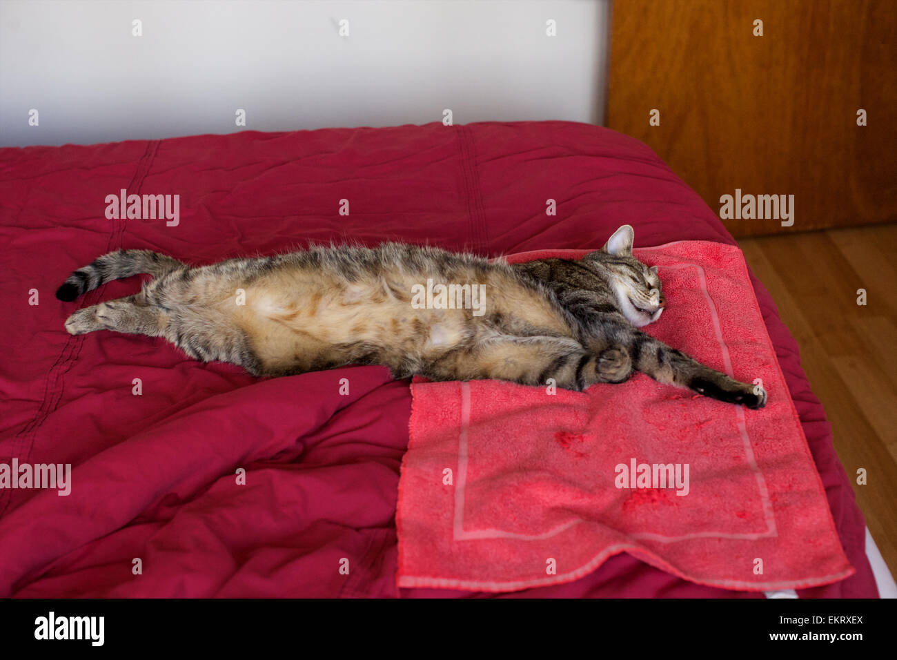 Domestic cat in the home, cat sleeping on bed, full stretch on side