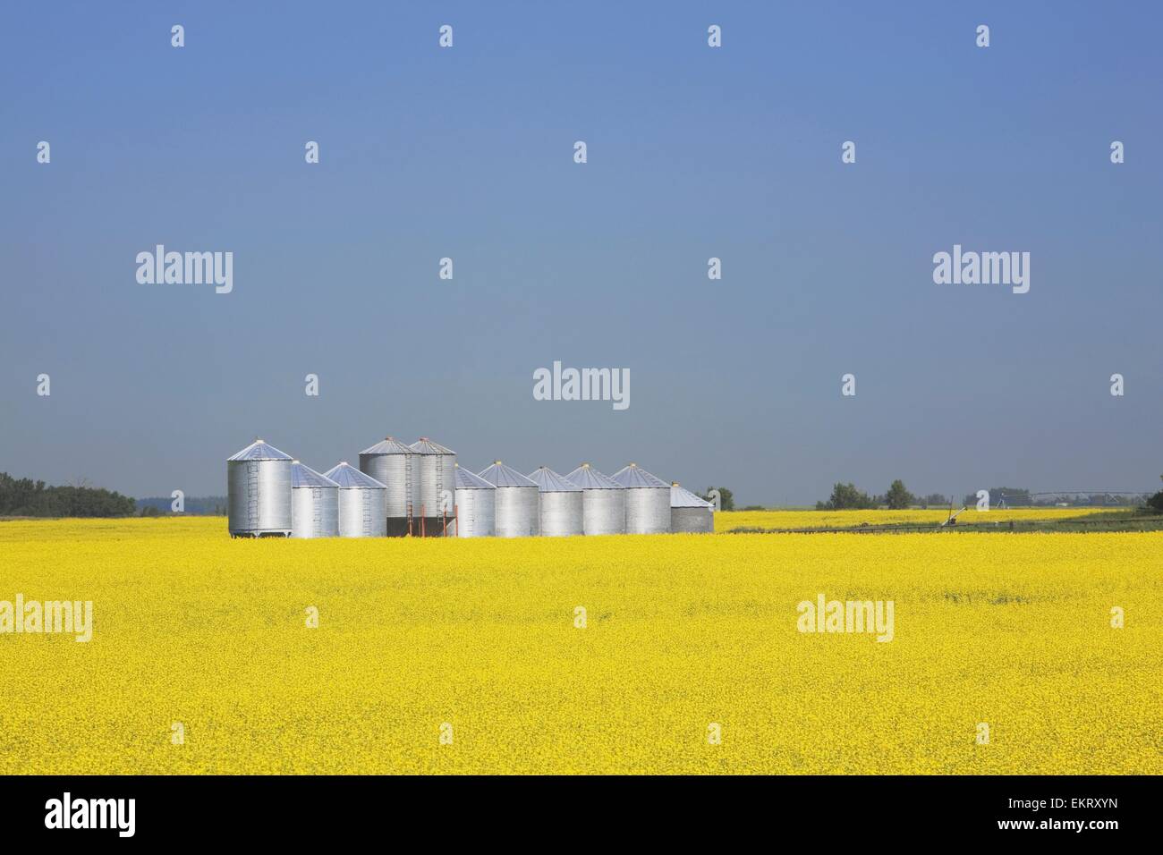 Grain bins in wheat field hires stock photography and images Alamy