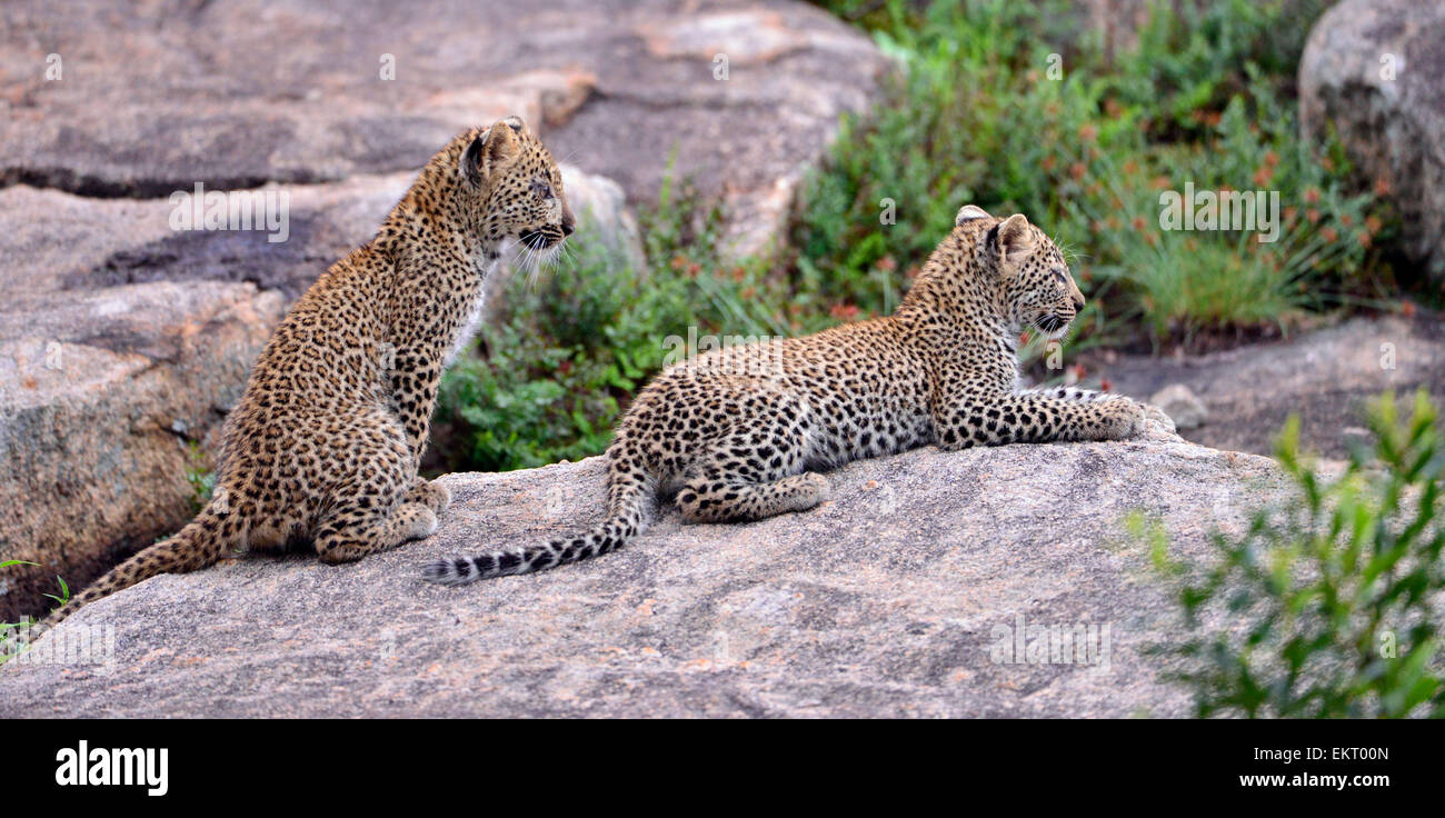 Two leopard cubs relaxing on a rock, watching an approaching elephant. Kruger Park, South Africa Stock Photo