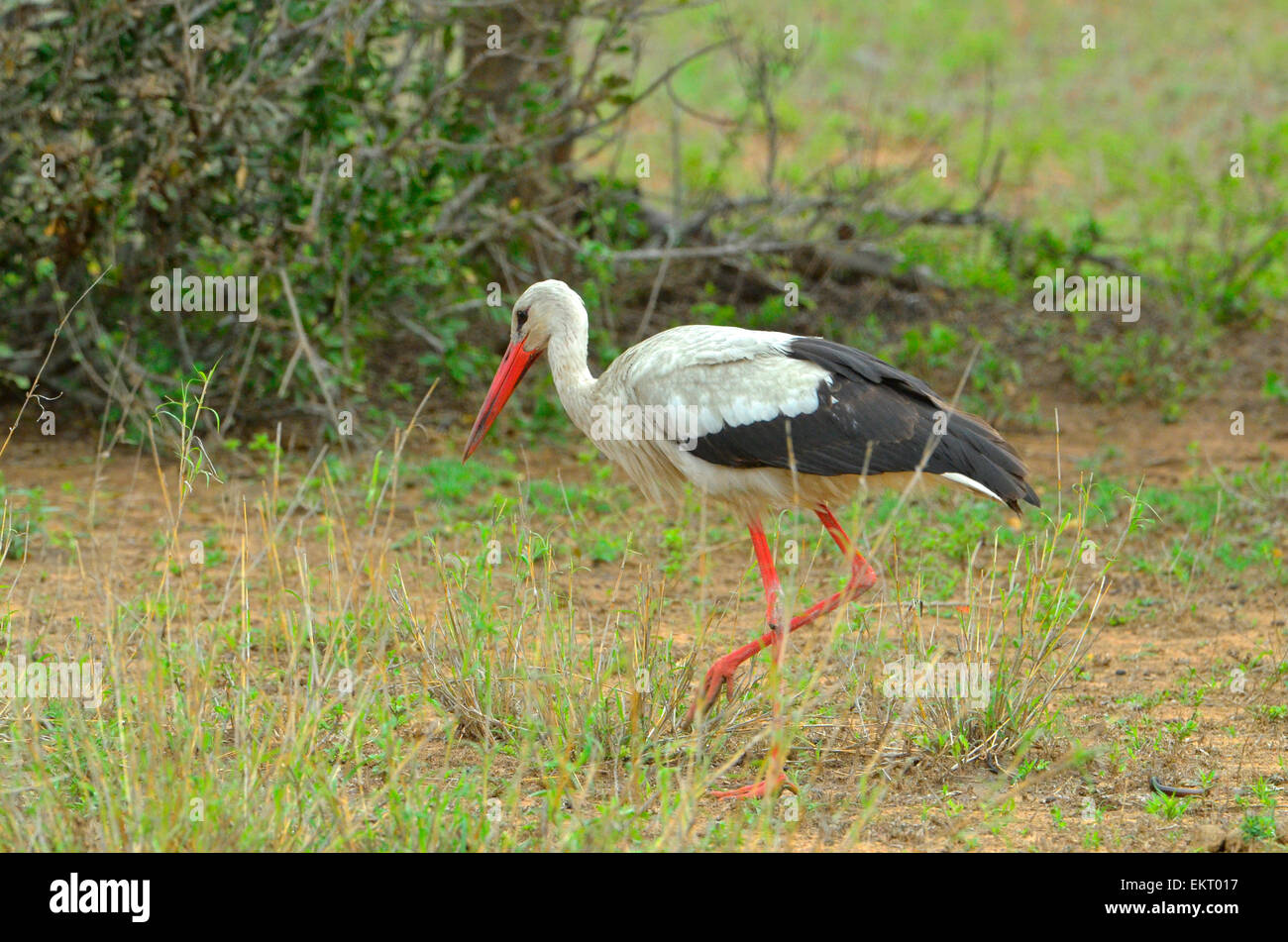 European stork enjoying summer in South Africa, Kruger National Park. Stock Photo