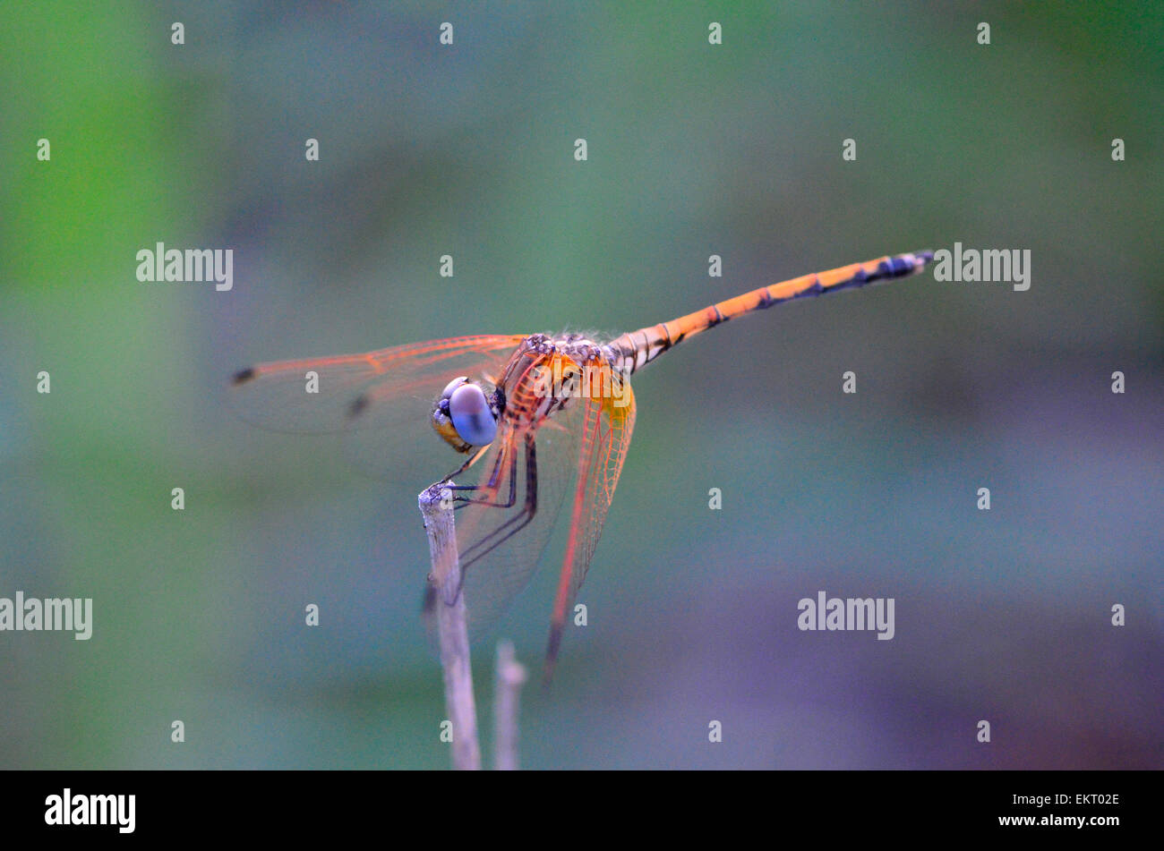 Orange Dragonfly High Resolution Stock Photography and Images - Alamy