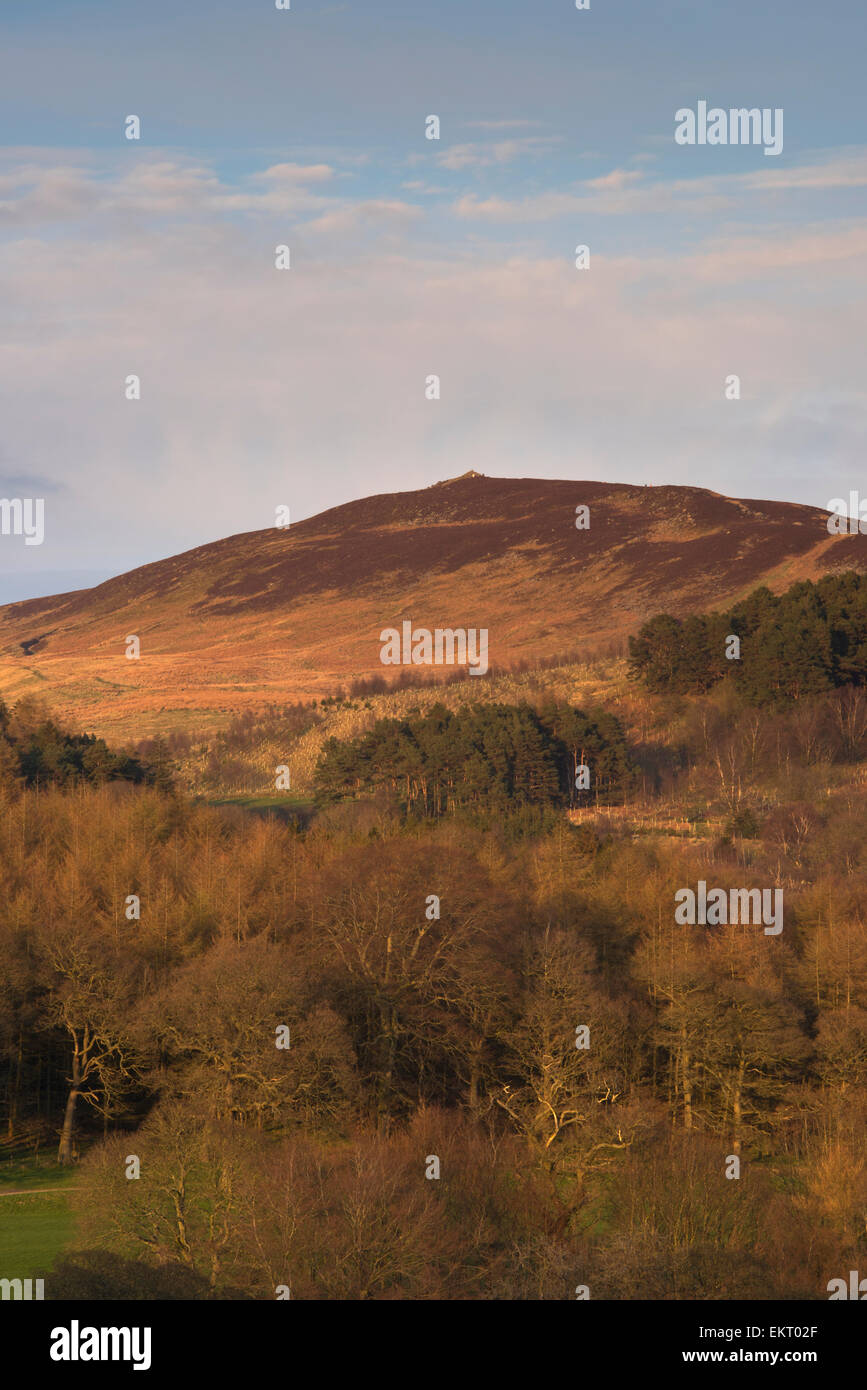 Sunny spring evening scenic view of steep hillside woodland, upland fells, summit of Beamsley Beacon hill & blue sky - North Yorkshire, England, UK. Stock Photo