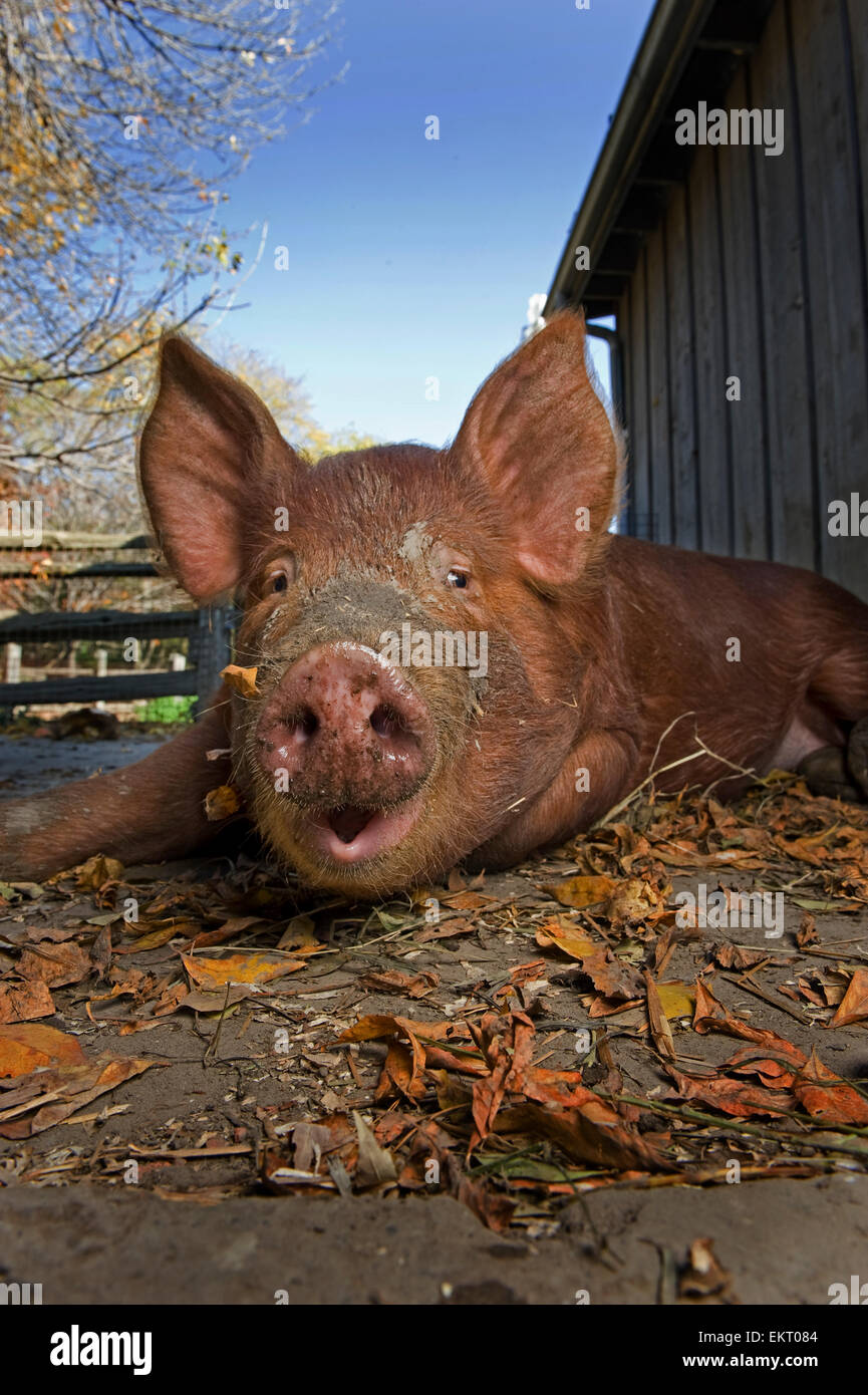 Pig In The Pen Riverdale Farm, Toronto, Ontario Stock Photo