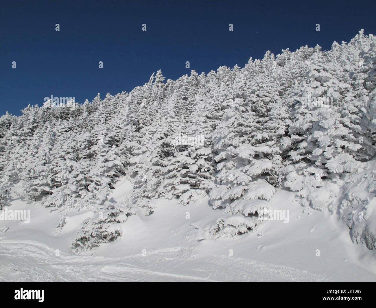 Snow-Covered Trees, Jay Peak Resort, Jay, Vermont Stock Photo