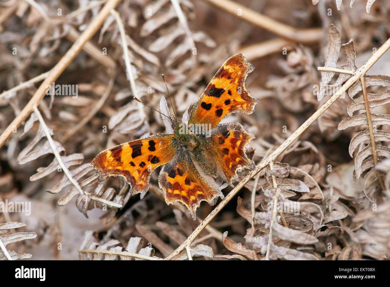 Comma butterfly on dead bracken after waking from hibernation. Bookham Common, Surrey, England