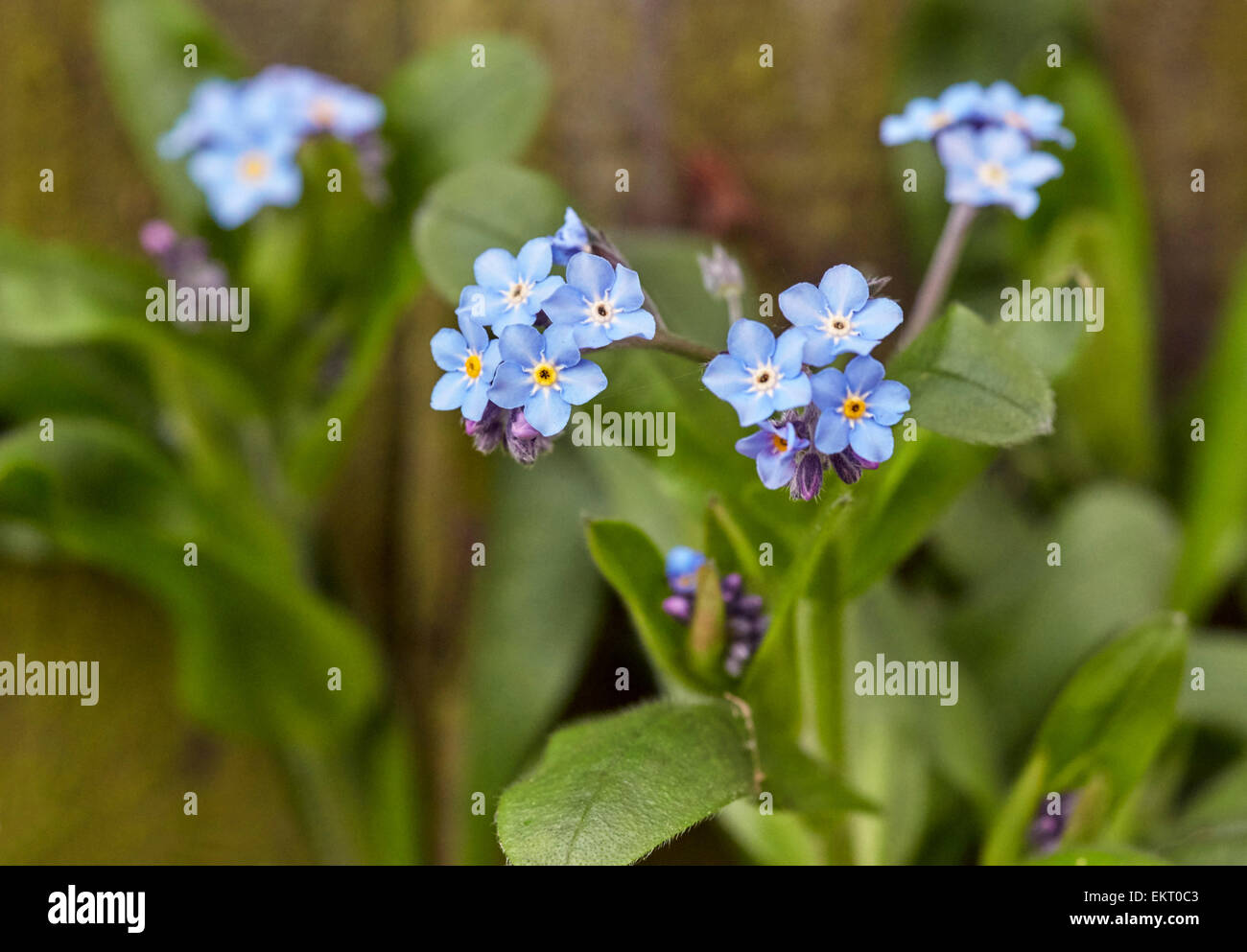 Forget-me-not flowering in spring. Hurst Meadows, West Molesey, Surrey, England. Stock Photo