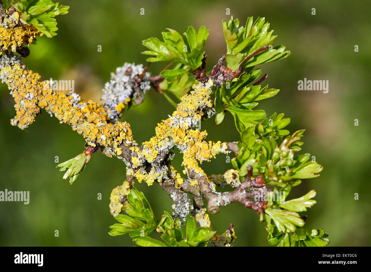 Spring leaves on an old lichen-covered Hawthorn tree.  Hurst Meadows, West Molesey, Surrey, England. Stock Photo