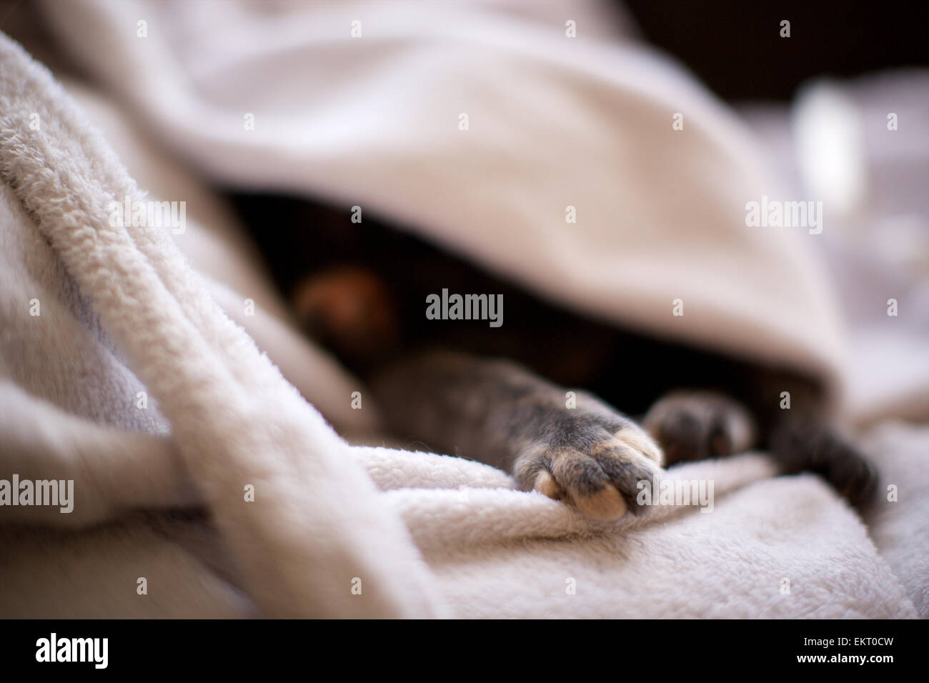 Domestic cat in the home, sleeping under dressing gown with just paws exposed Stock Photo