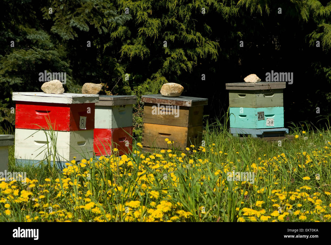 Honeybees in wooden hive outdoors hi-res stock photography and images ...