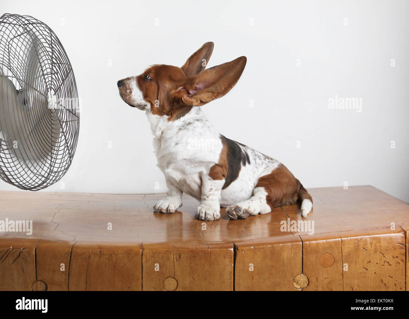 Studio Shot Of A Basset Hound With Fan Blowing It's Ears Up Stock Photo -  Alamy